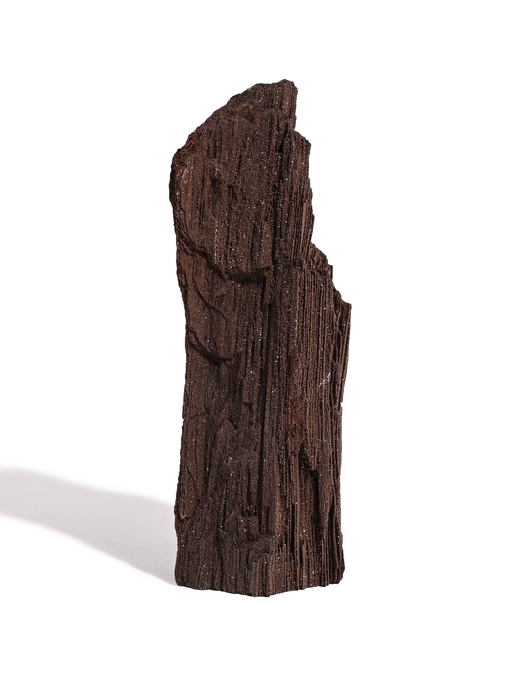 Permineralized Wood H Video | Cg1186