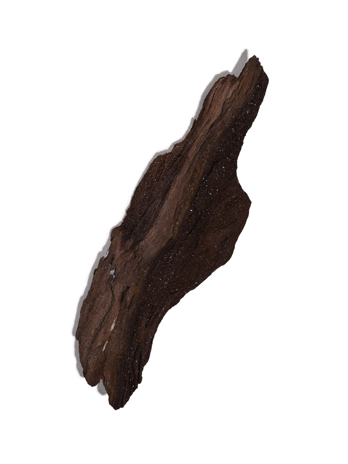 Permineralized Wood L Video | Cg1190