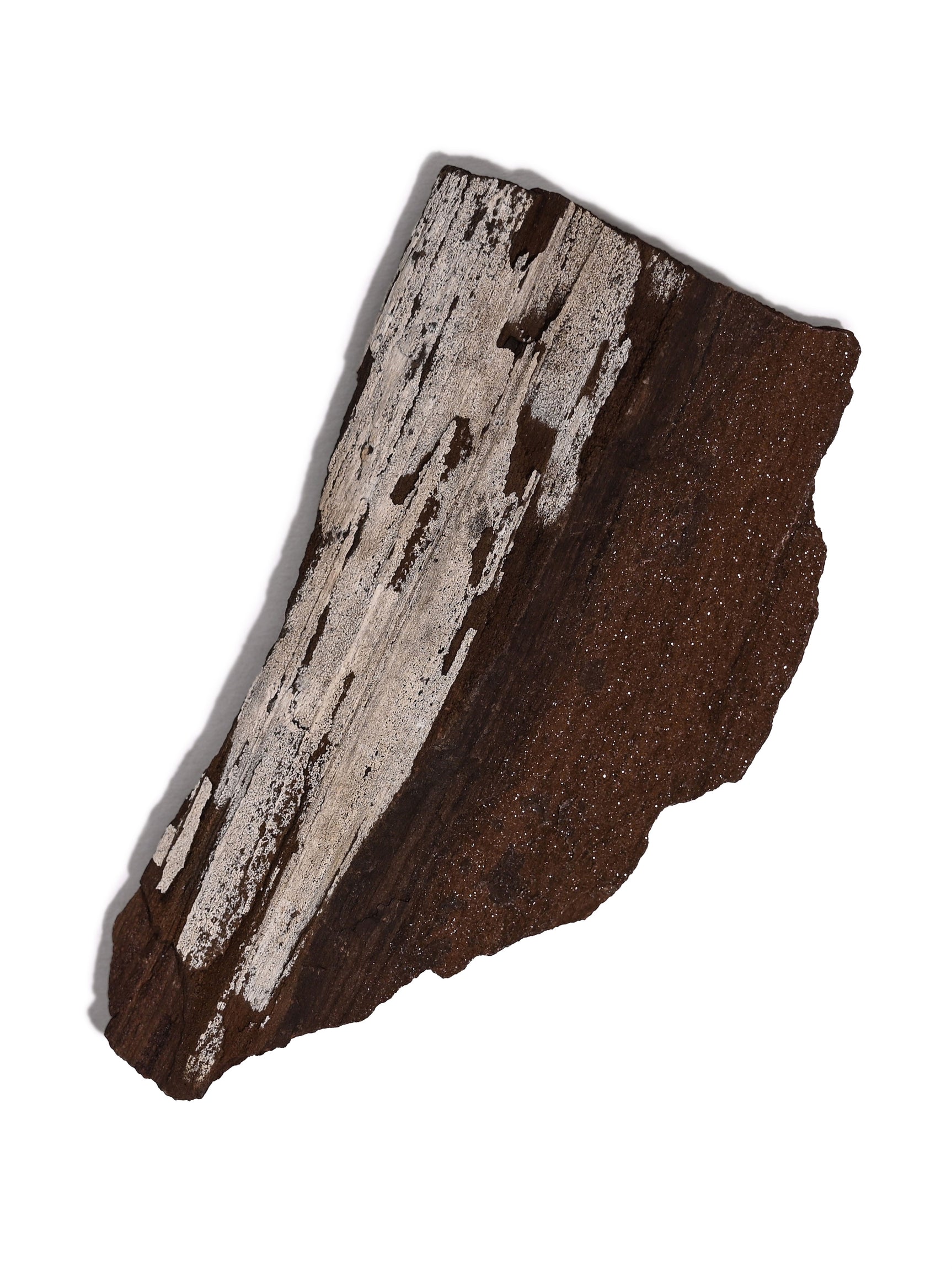 Permineralized Wood B Video | Cg1180