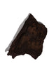 Permineralized Wood E Video | Cg1183