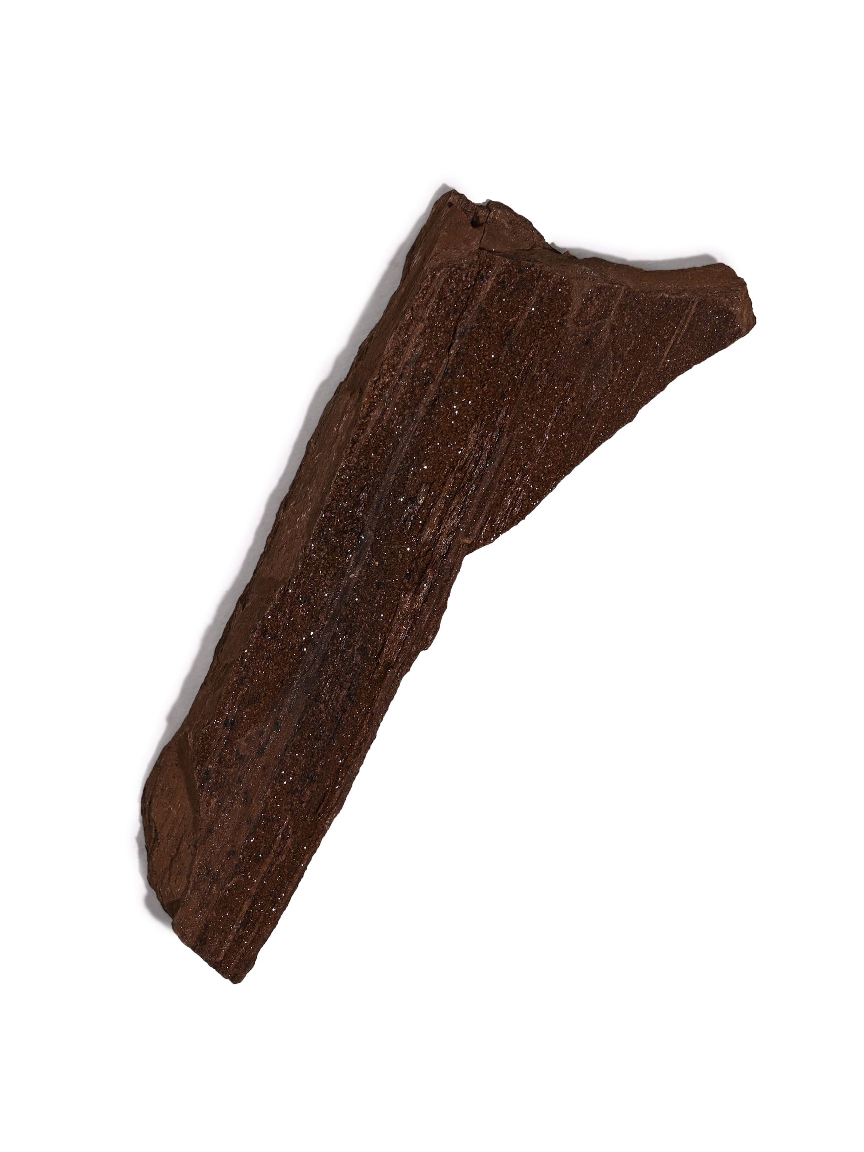 Permineralized Wood F Video | Cg1184