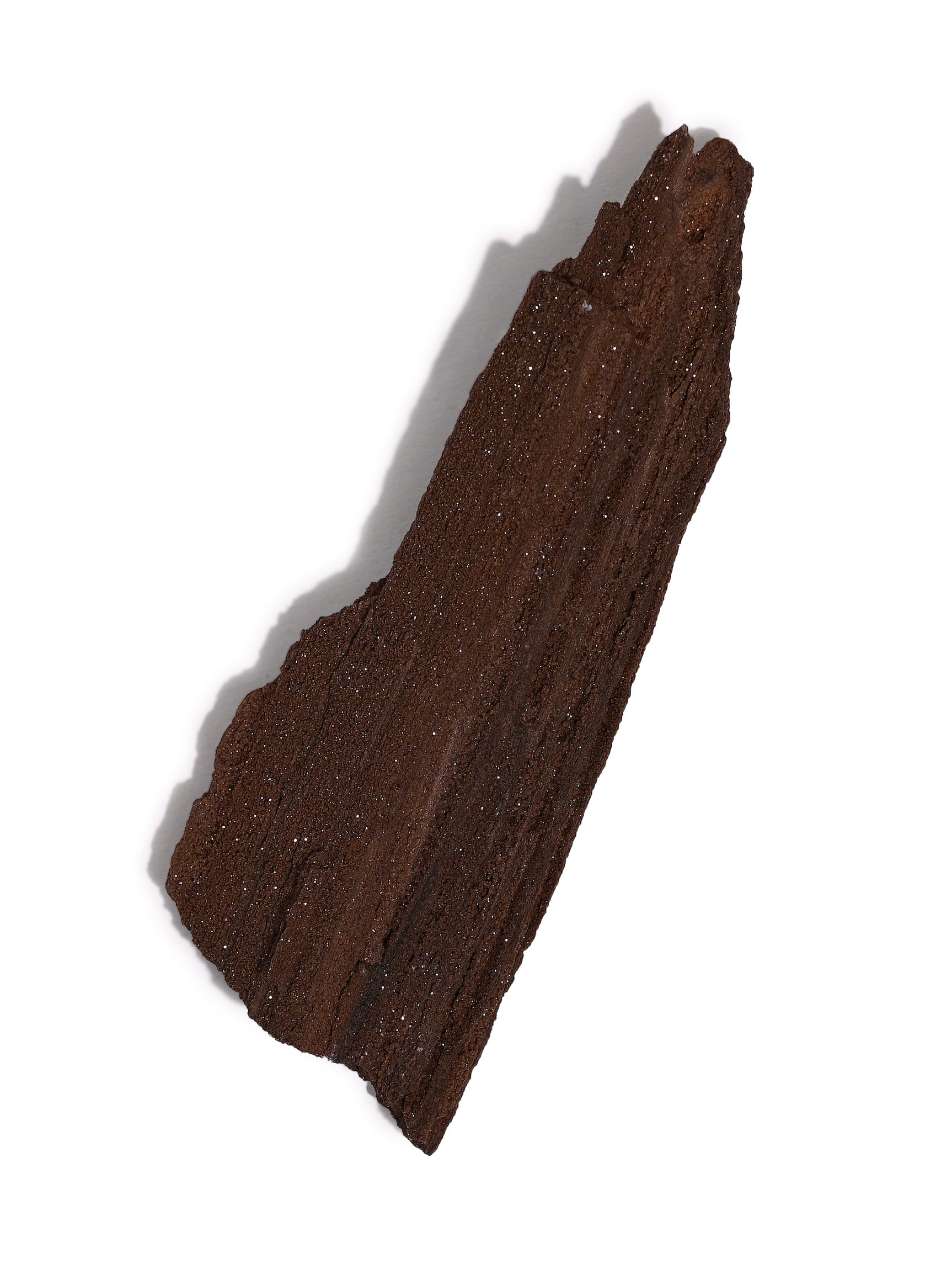 Permineralized Wood M | Cg1191