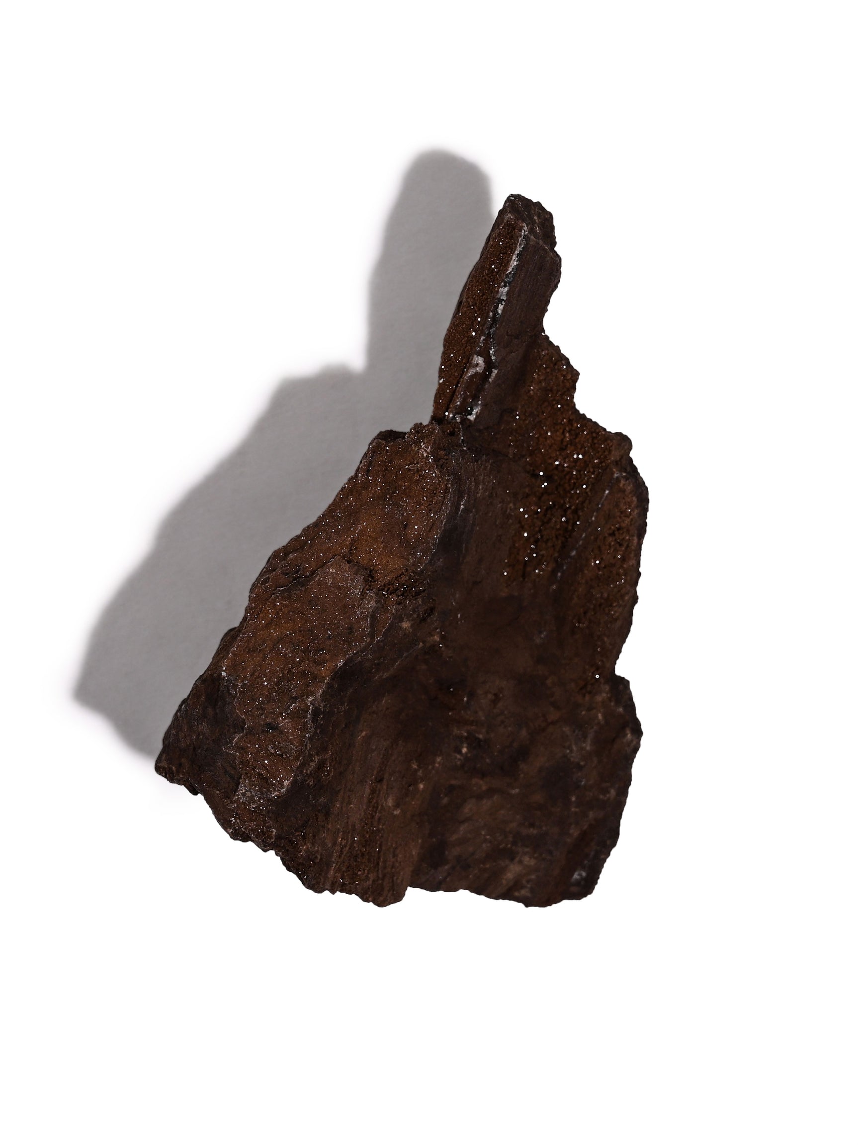Permineralized Wood A Video | Cg1179