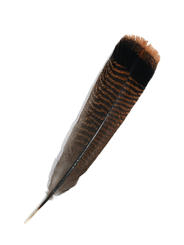 Feather - Turkey Tail