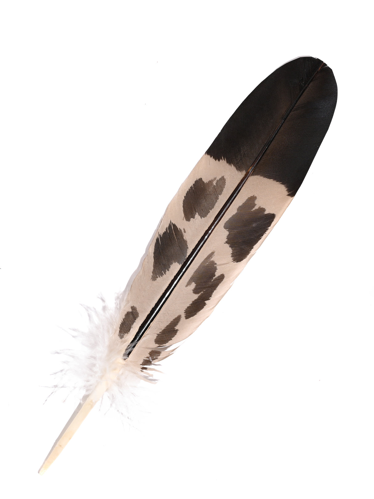 Feather - Imitation Golden Eagle - Tail
