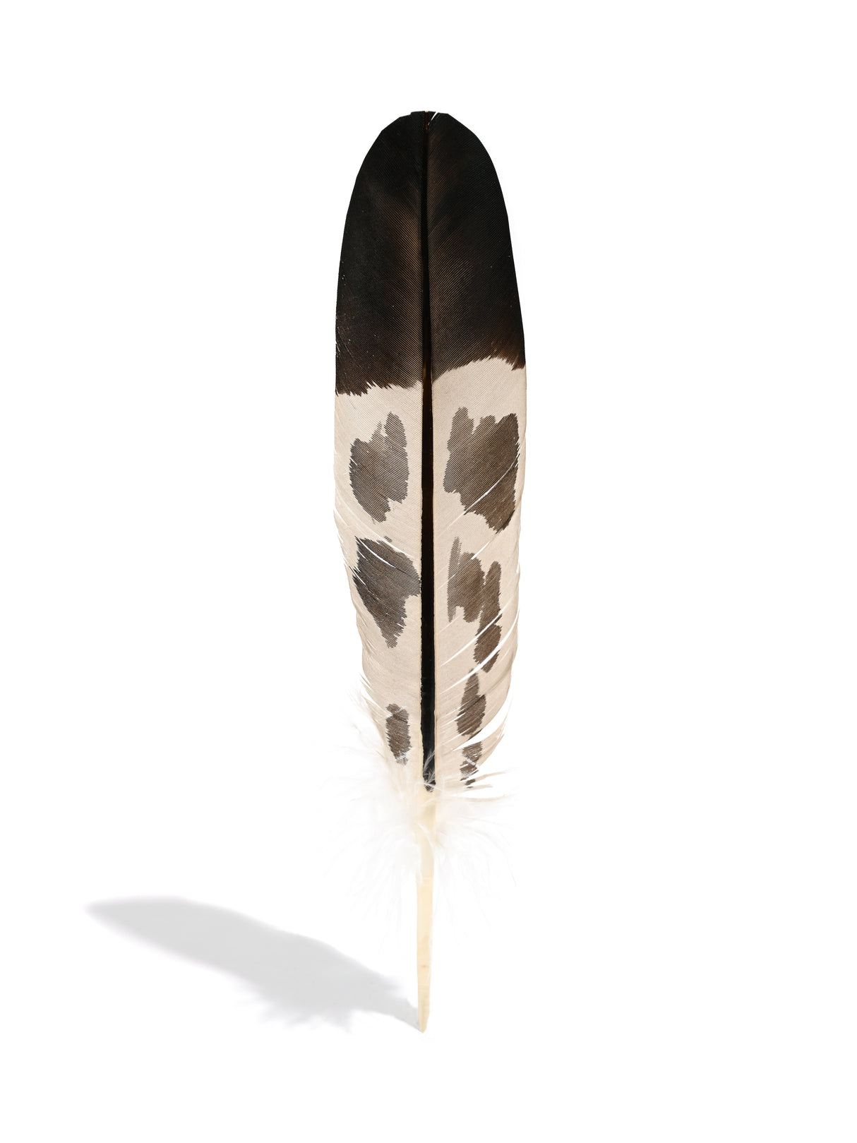 Feather - Imitation Golden Eagle - Tail