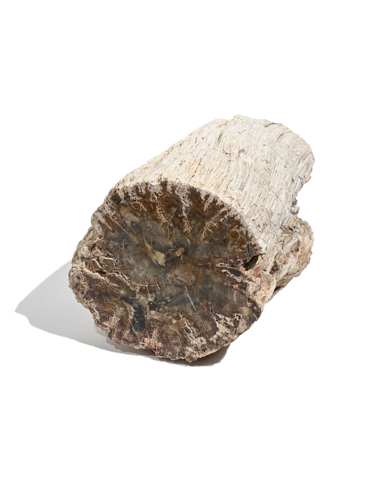 Petrified Wood Branches Large