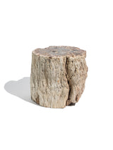 Petrified Wood Branches Large | Cg334