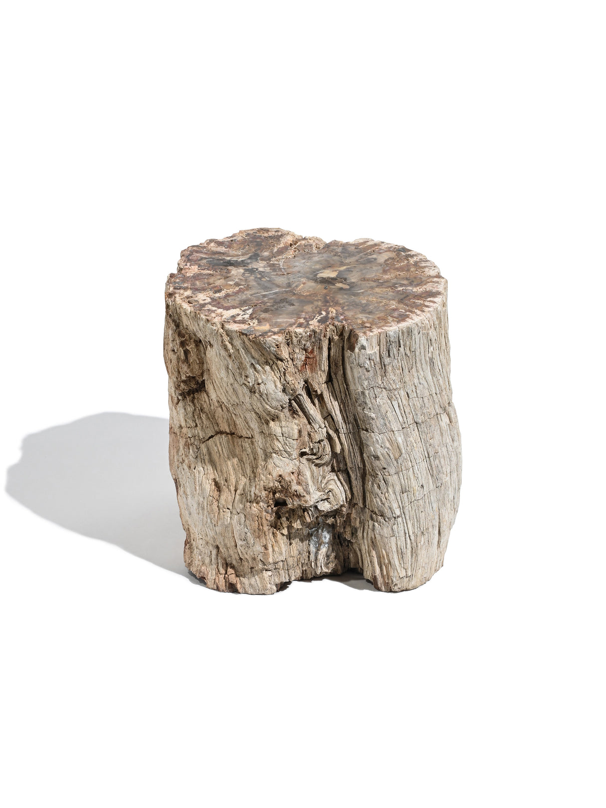 Petrified Wood Branches Large | Cg334