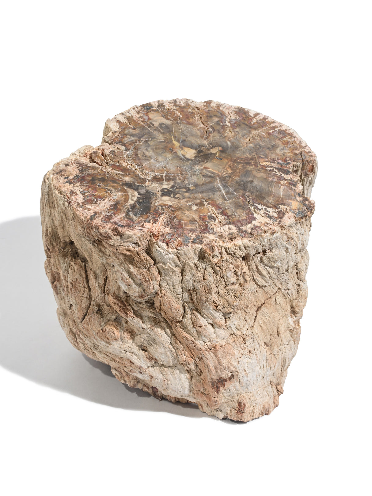 Petrified Wood Branches Large