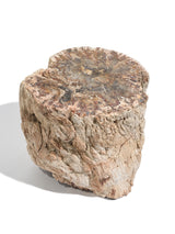 Petrified Wood Branches Large