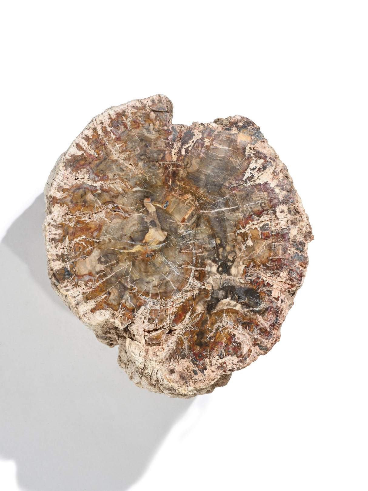 Petrified Wood Branches Large | Cg334
