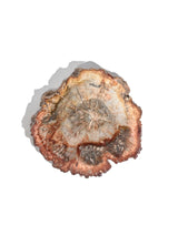 Petrified Wood Slabs Small | Cg336