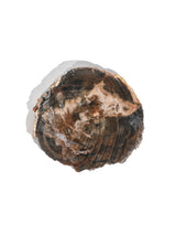 Petrified Wood Slabs Small 1 | Cg336