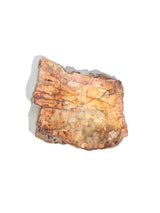 Petrified Wood Slabs Small 2 | Cg336