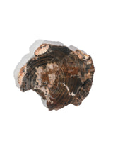 Petrified Wood Slabs Small 3 | Cg336