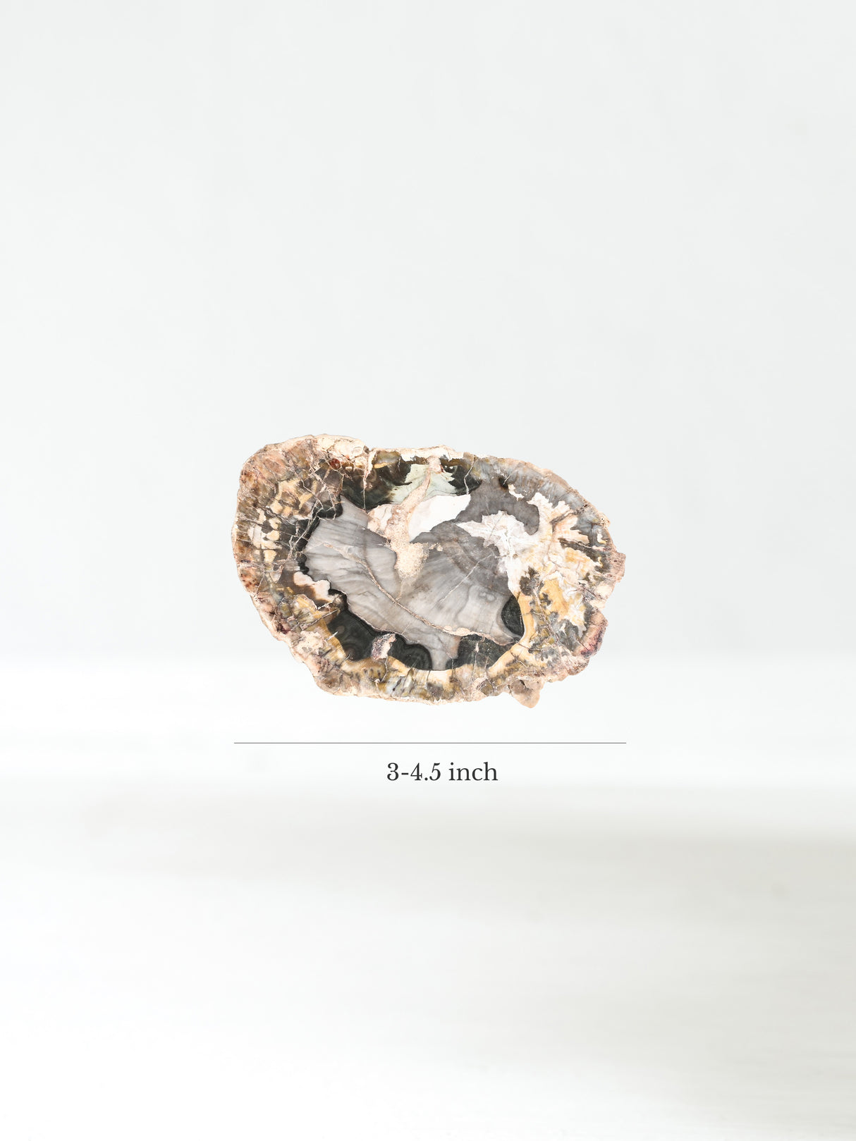 Petrified Wood Slabs Small Dimension | Cg336