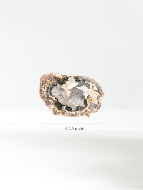 Petrified Wood Slabs Small Dimension | Cg336