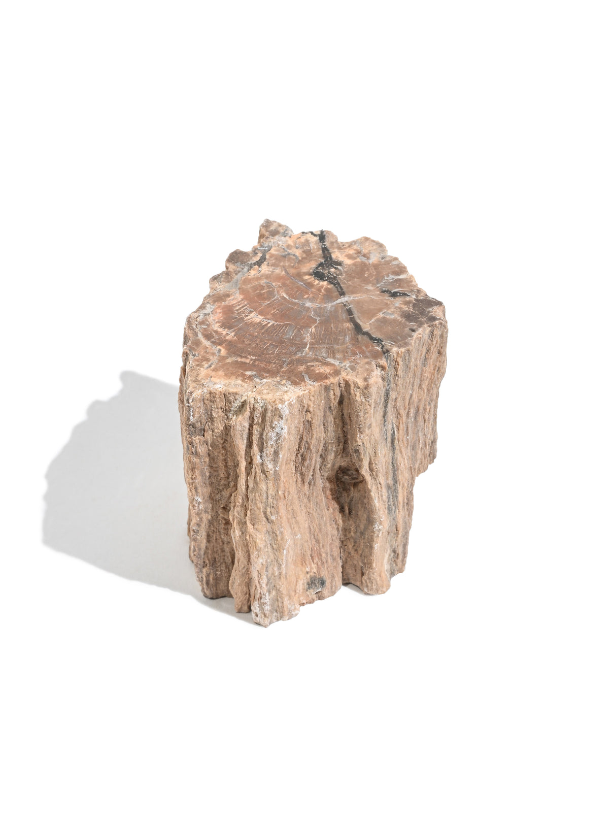 Petrified Wood Branches Small