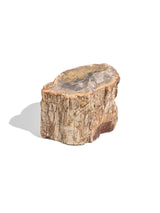 Petrified Wood Branches Small