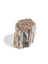 Petrified Wood Branches Small | Cg343