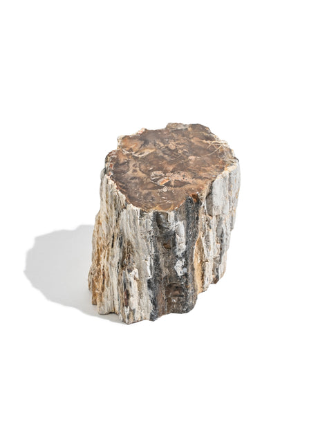 Petrified Wood Branches Small | Cg343