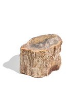 Petrified Wood Branches Small