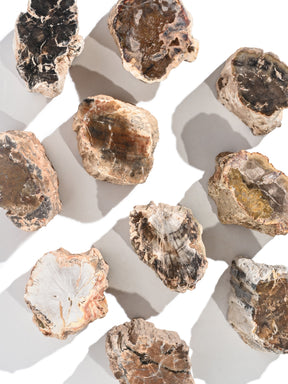 Petrified Wood Branches Small | Cg343
