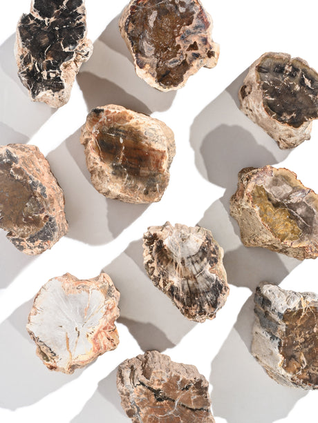 Petrified Wood Branches Small | Cg343