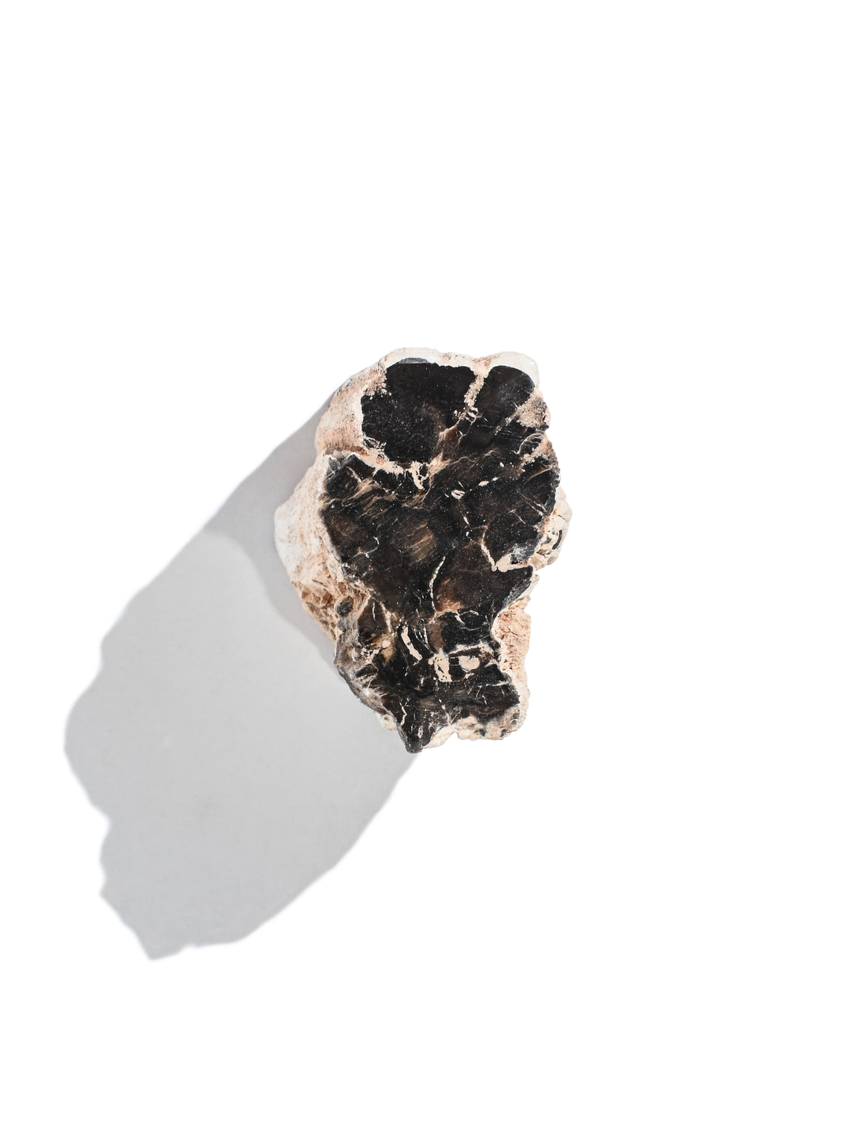 Petrified Wood Branches Small | Cg343
