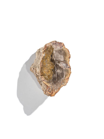 Petrified Wood Branches Small | Cg343