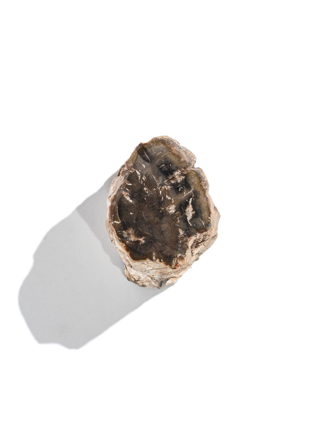 Petrified Wood Branches Small