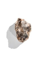 Petrified Wood Branches Small