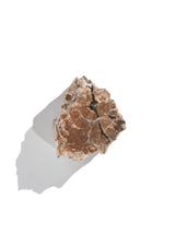 Petrified Wood Branches Small