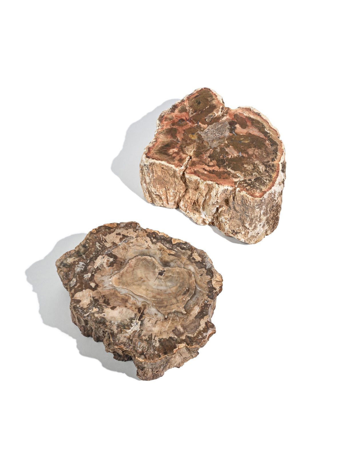 Petrified Wood Branches Medium | Cg344