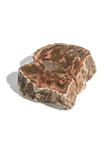Petrified Wood Branches Medium