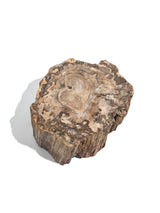 Petrified Wood Branches Medium | Cg344