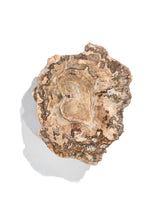 Petrified Wood Branches Medium | Cg344