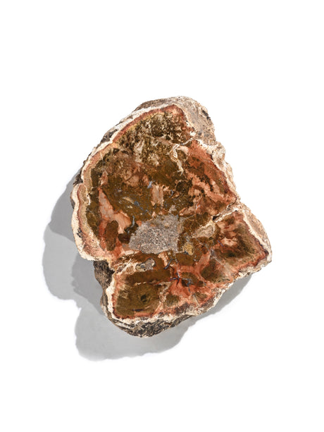 Petrified Wood Branches Medium | Cg344