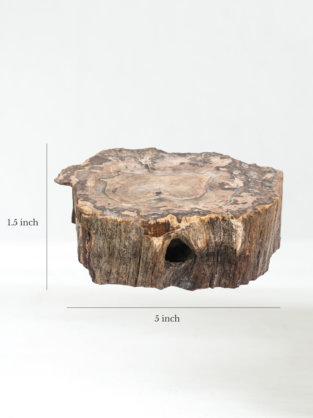 Petrified Wood Branches Medium | Cg344