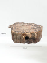 Petrified Wood Branches Medium | Cg344