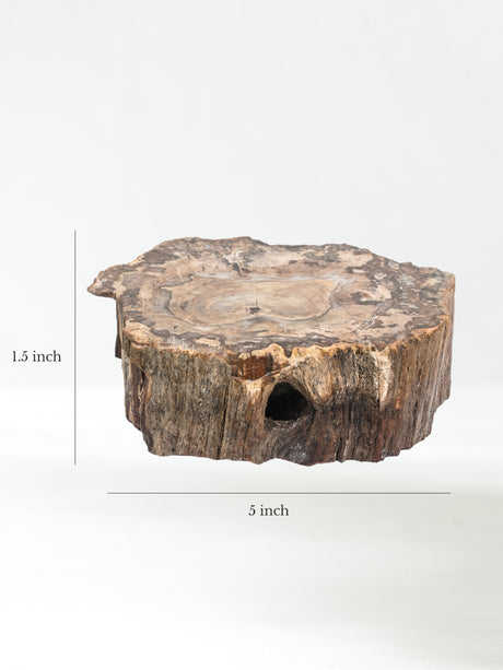 Petrified Wood Branches Medium | Cg344