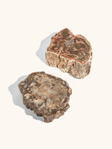 Petrified Wood Branches Medium