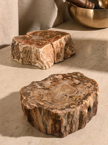 Petrified Wood Branches
