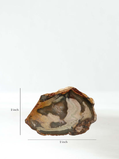 Mini Petrified Wood Slabs | Cg335