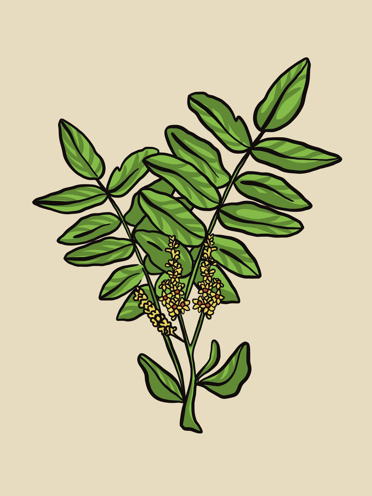 Frankincense Organic Essential Oil - 15 ml