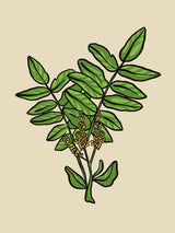 Frankincense Organic Essential Oil - 15 ml