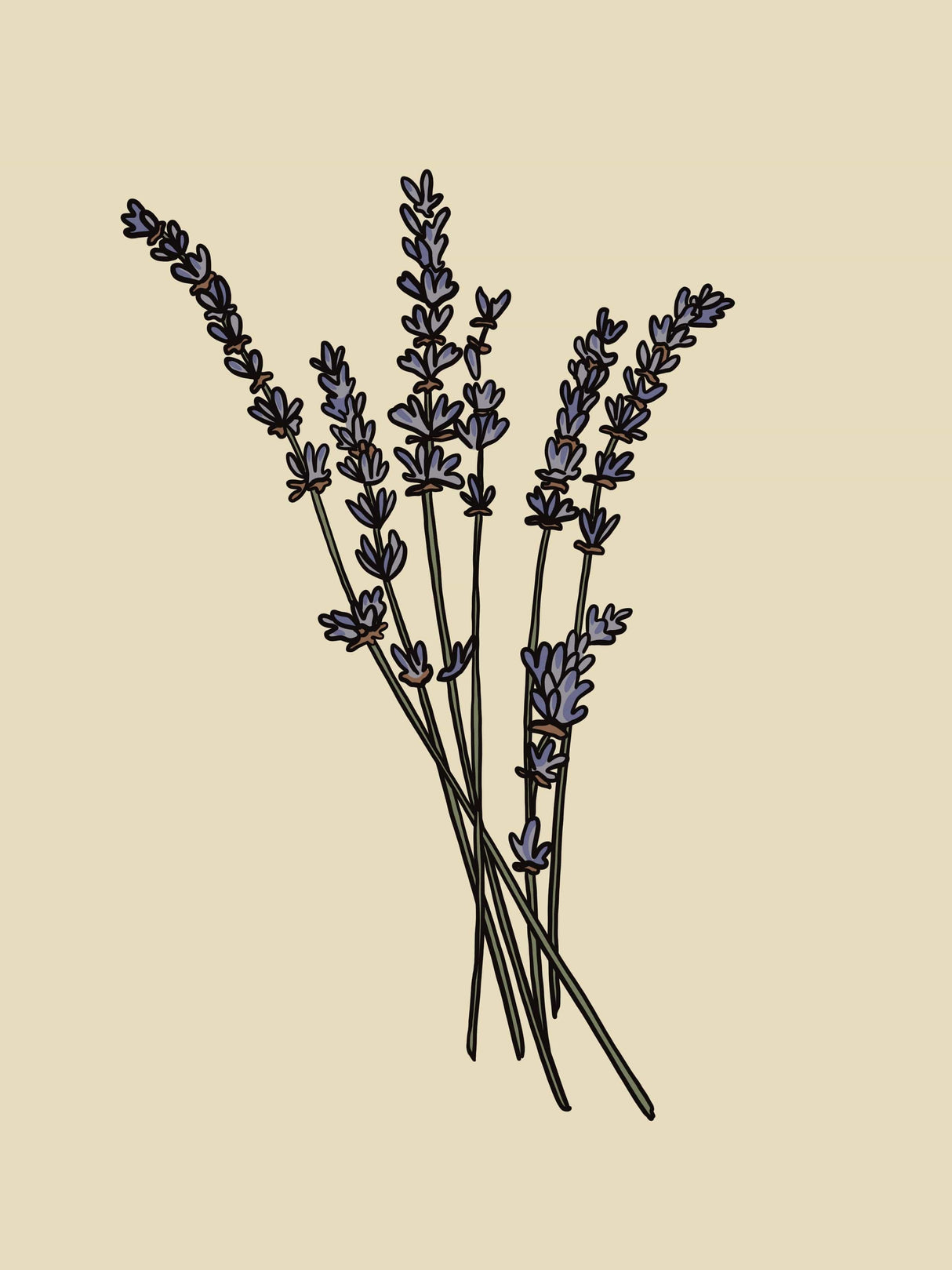 Lavender Organic Essential Oil - 15 ml