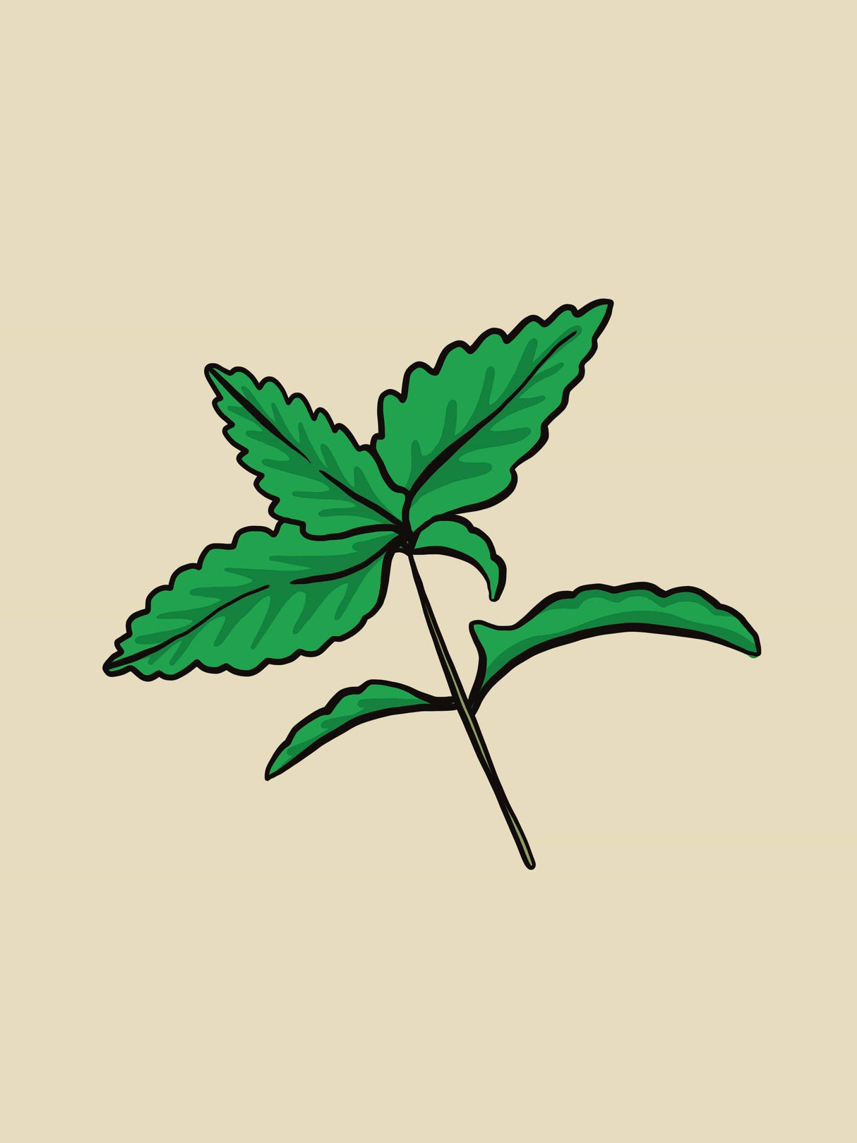 Muña - Andean Mint Essential Oil  - 15 ml