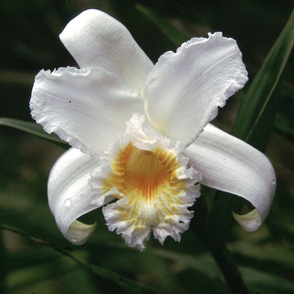 Gold and Silver/White Chakra -Sobralia Setigera